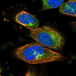 RIN2 Antibody, Novus Biologicals 0.1mL; Unlabeled:Antibodies, Polyclonal
